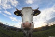 Vacile pe antibiotice produc bălegar toxic pentru mediul înconjurător