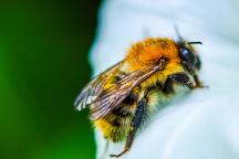 Albinele pot fi ori stângace ori dreptace