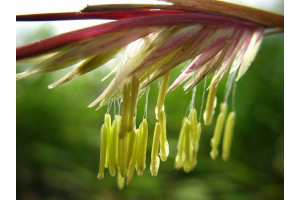 Fargesia nitida, in floare, o data la 120 de ani.