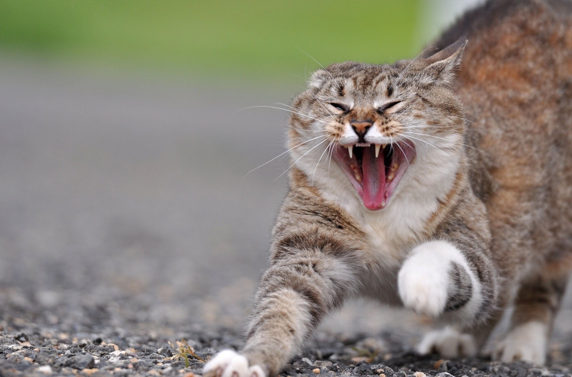Pisicile cauzează comportamente agresiv-explozive
