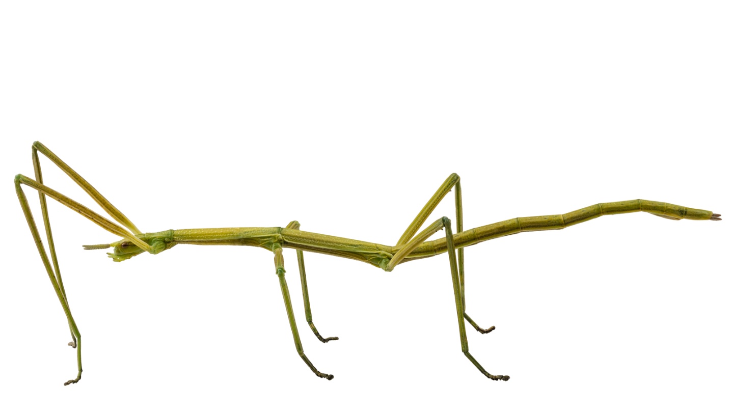 Insecta de 60 cm, cea mai lungă din lume