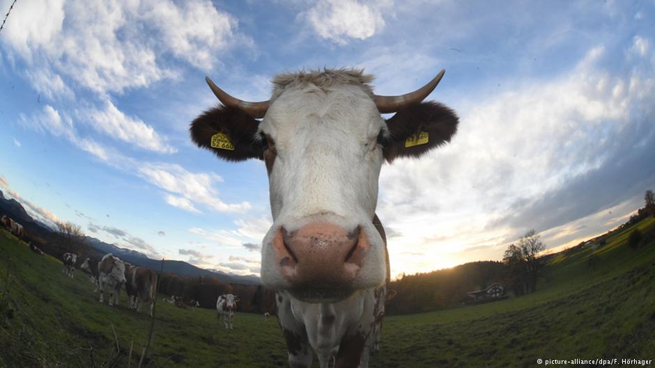 Vacile pe antibiotice produc bălegar toxic pentru mediul înconjurător