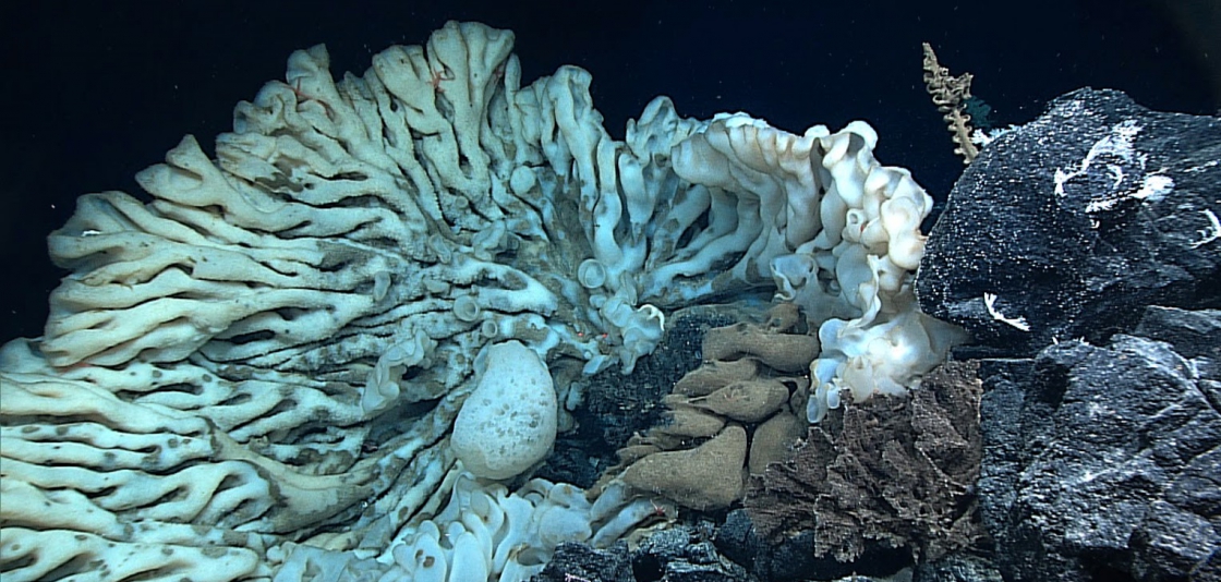 Cel mai mare burete de mare din lume a fost descoperit în Hawaii