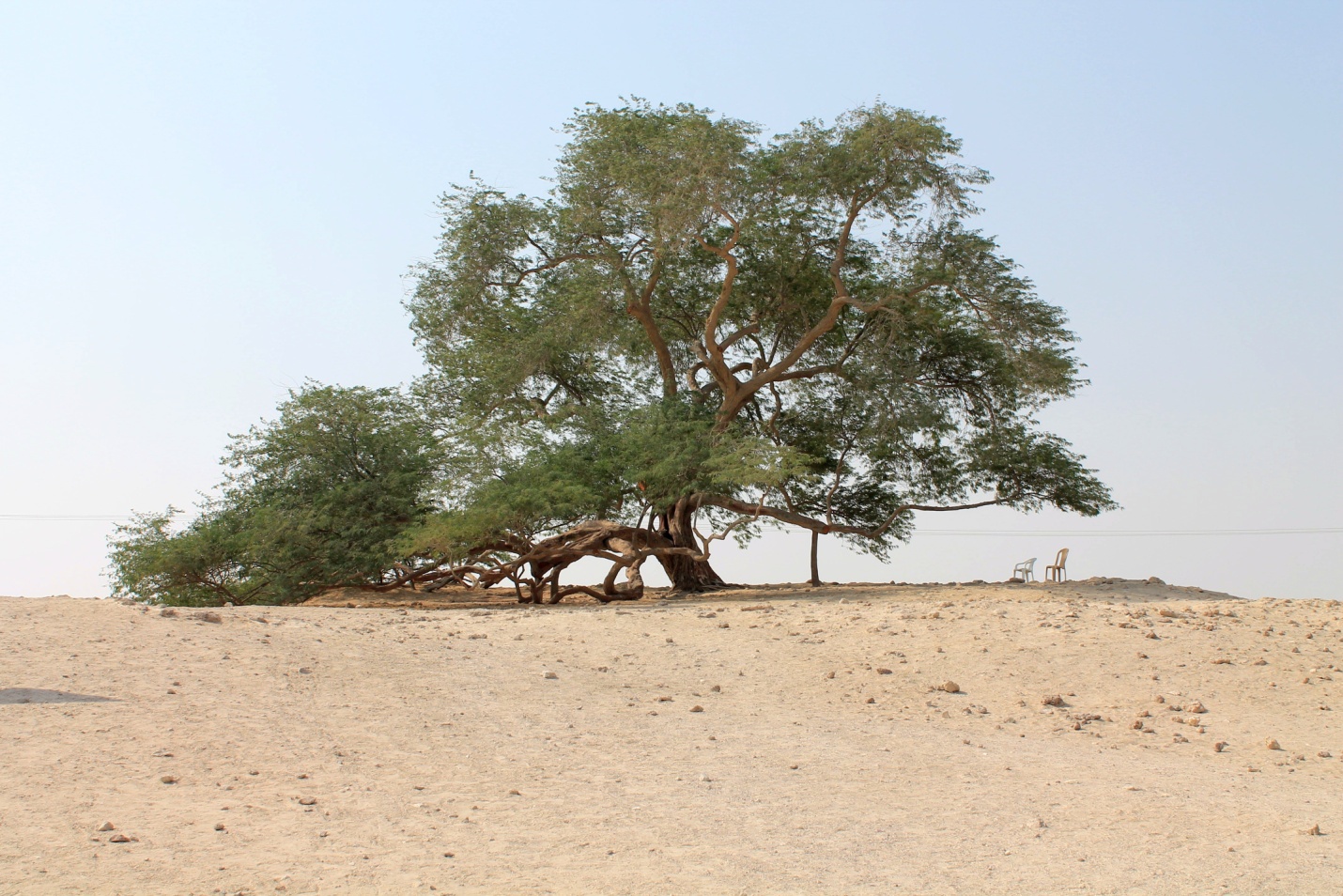 Copacul care creşte singur de 400 de ani, în mijlocul deşertului