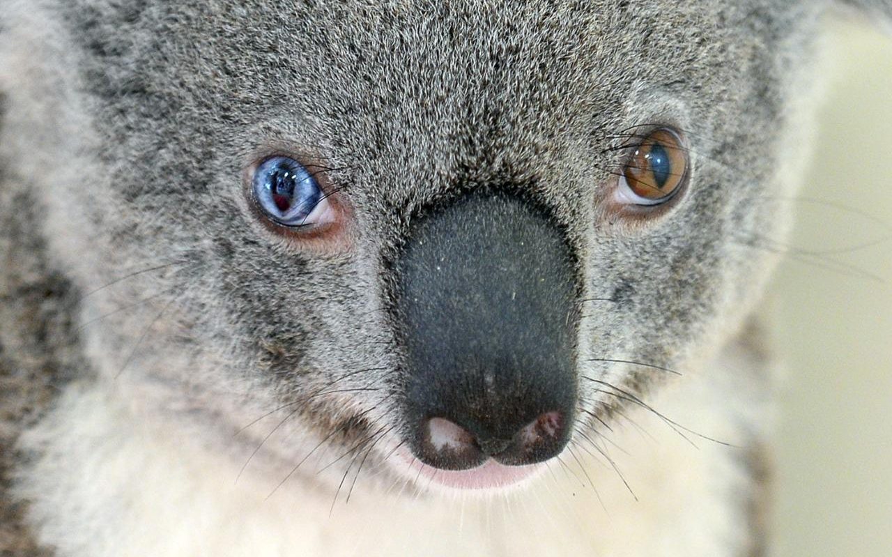 Ursul Koala cu ochi de culori diferite