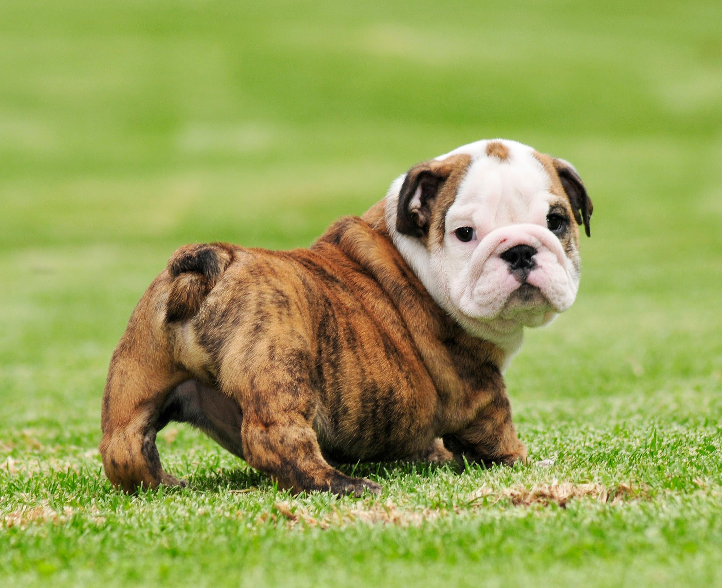 Bulldog Englez - Prevenirea problemelor cardiace | Caini de rasa : alimentatie, intretinere, dresaj