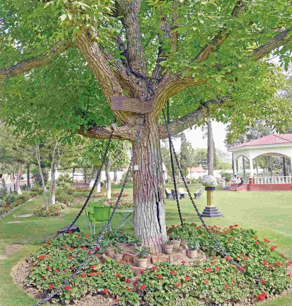 Arborele care a fost arestat