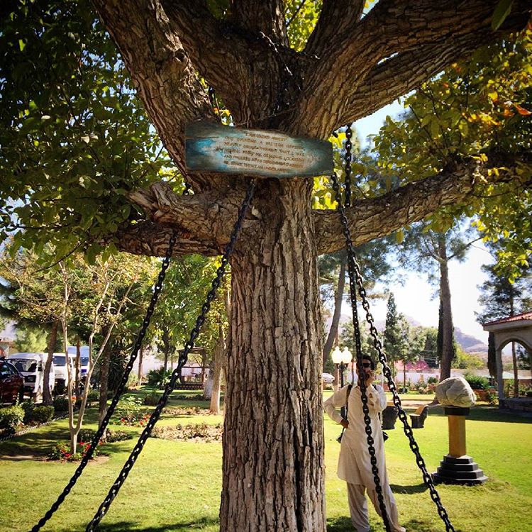Arborele care a fost arestat