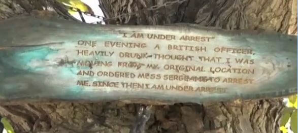 Arborele care a fost arestat
