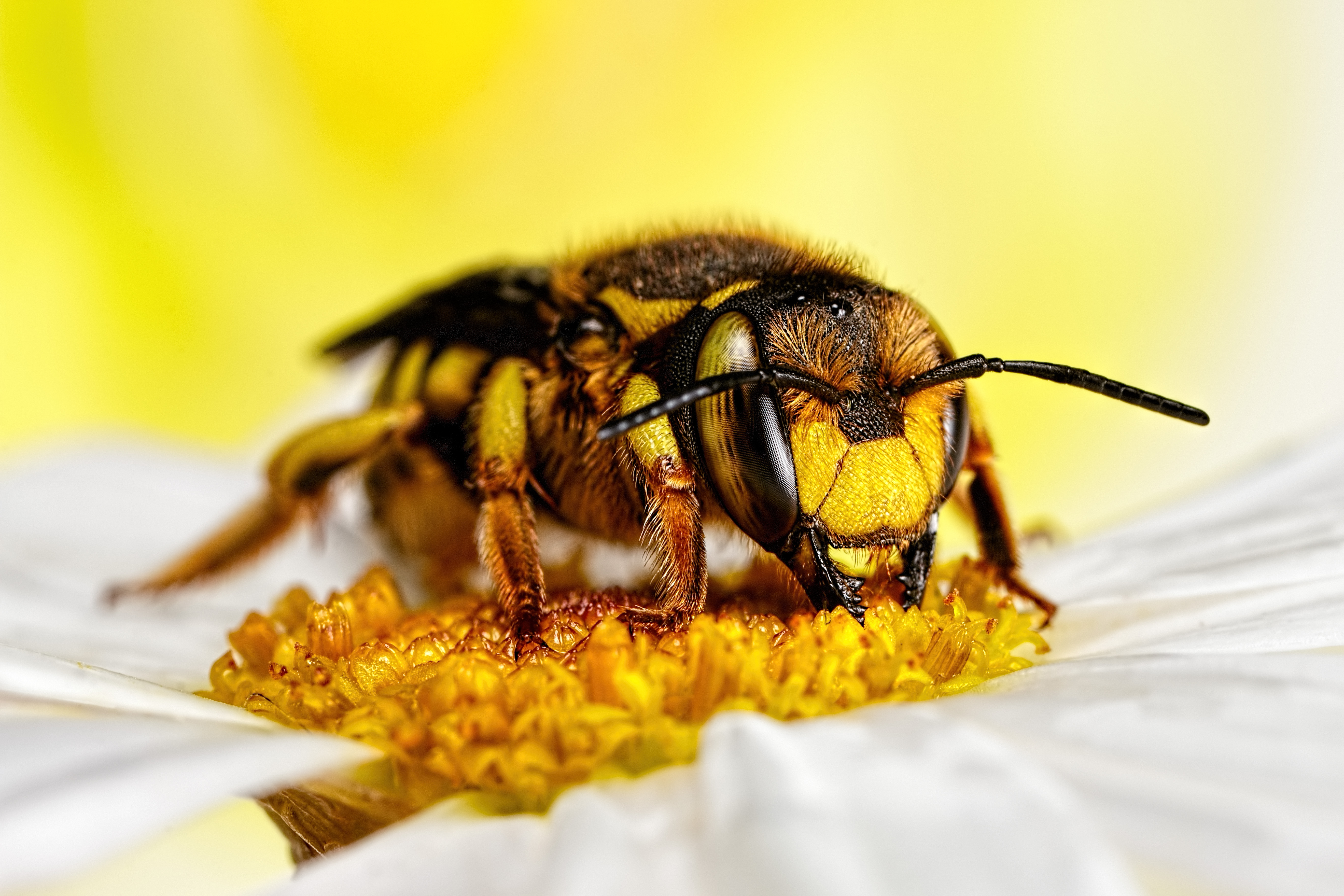 Albinele au diferite joburi în funcţie de vârstă