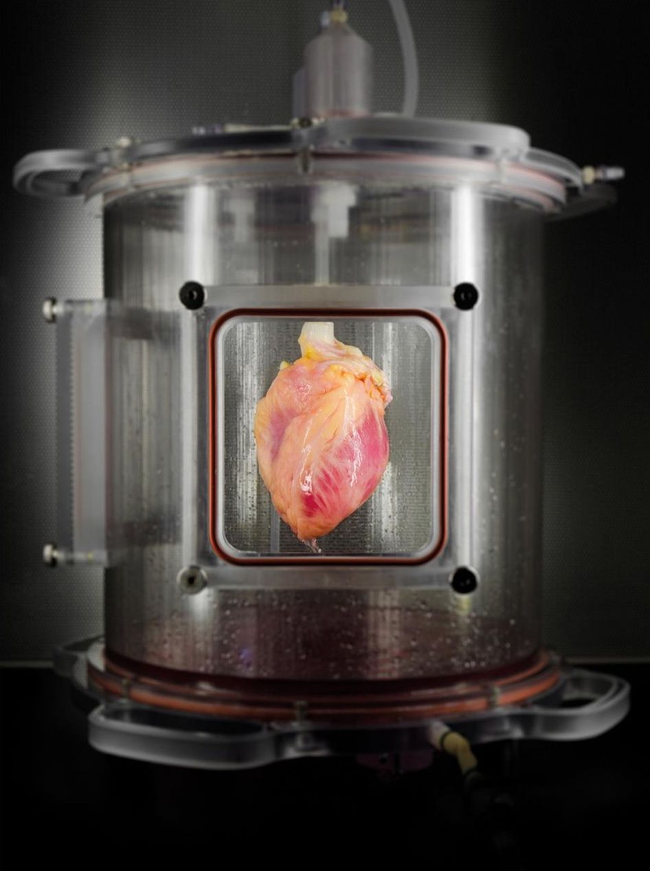 Cercetătorii creează inimi umane