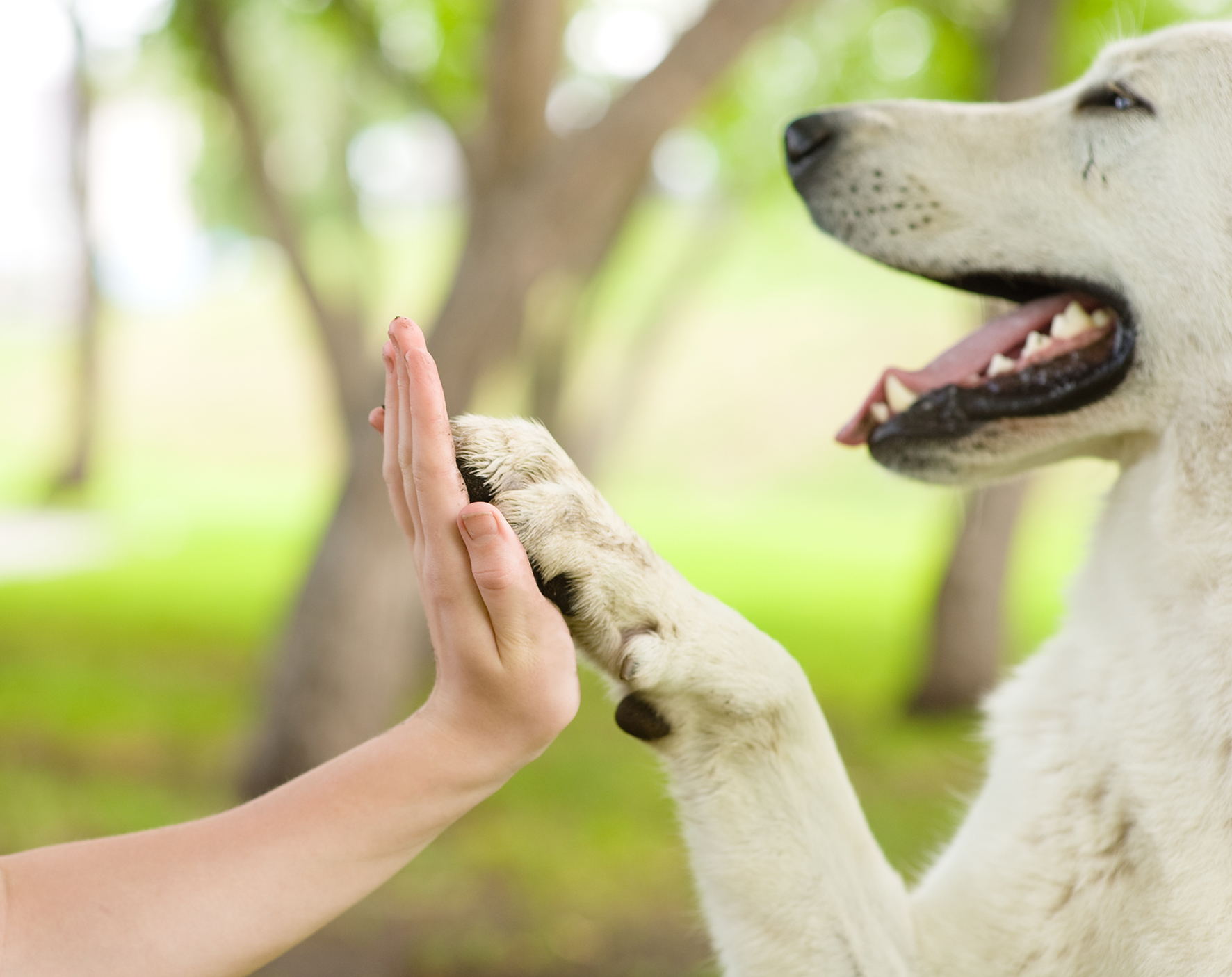 Rolul terapeutic al animalelor de companie