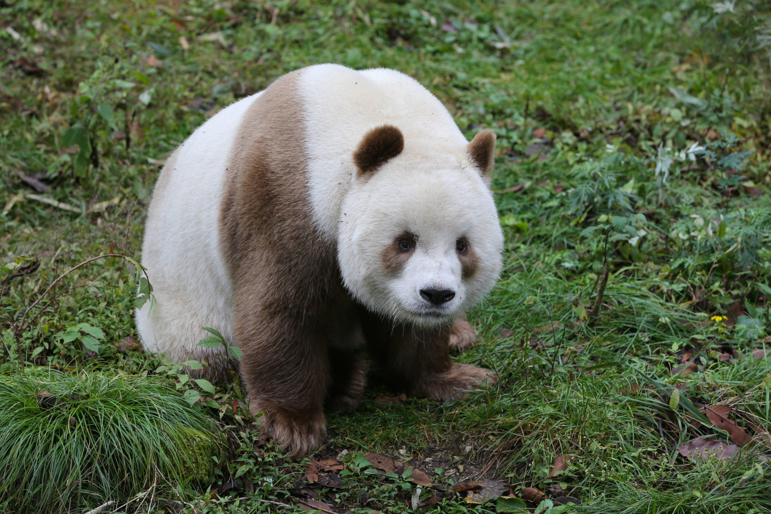 Quizai, singurul urs panda maro din lume