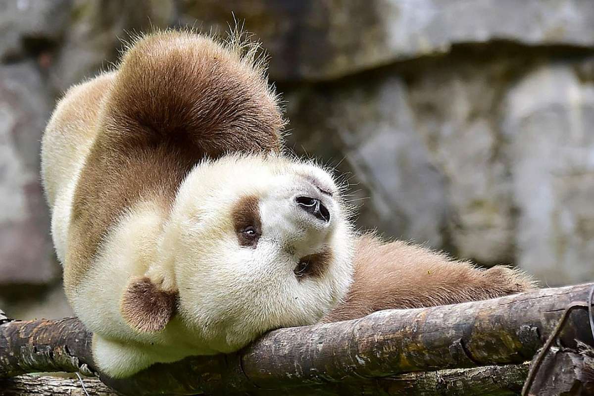 Quizai, singurul urs panda maro din lume