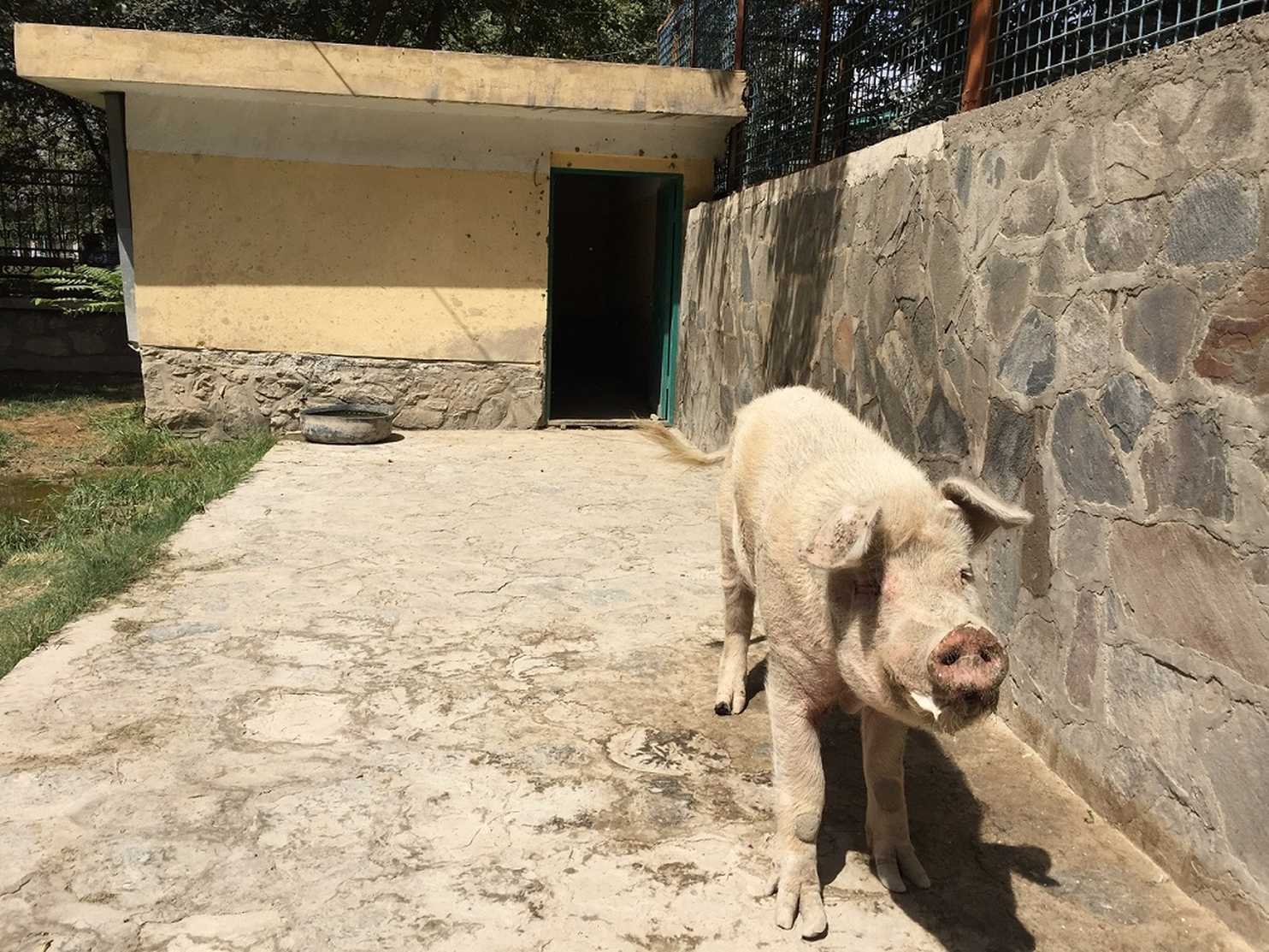 Există doar un singur porc în Afganistan. Numele lui este Khanzir