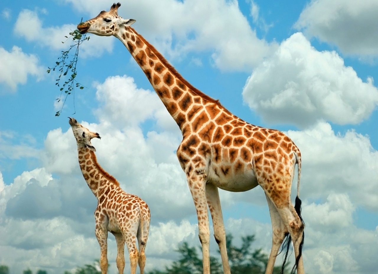 Girafele ar putea fi în pericol de dispariţie
