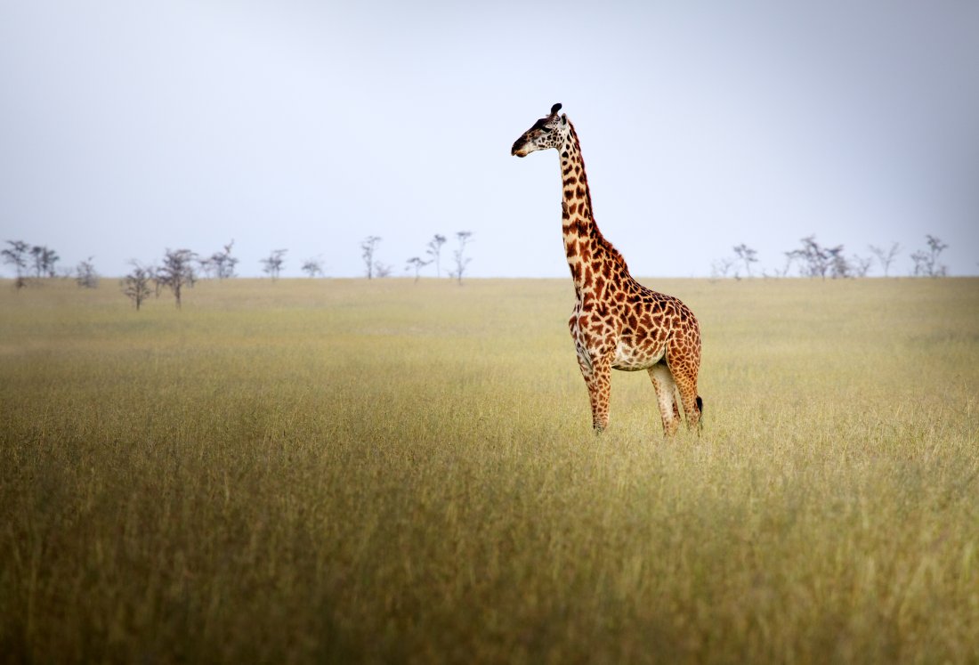 Girafele ar putea fi în pericol de dispariţie