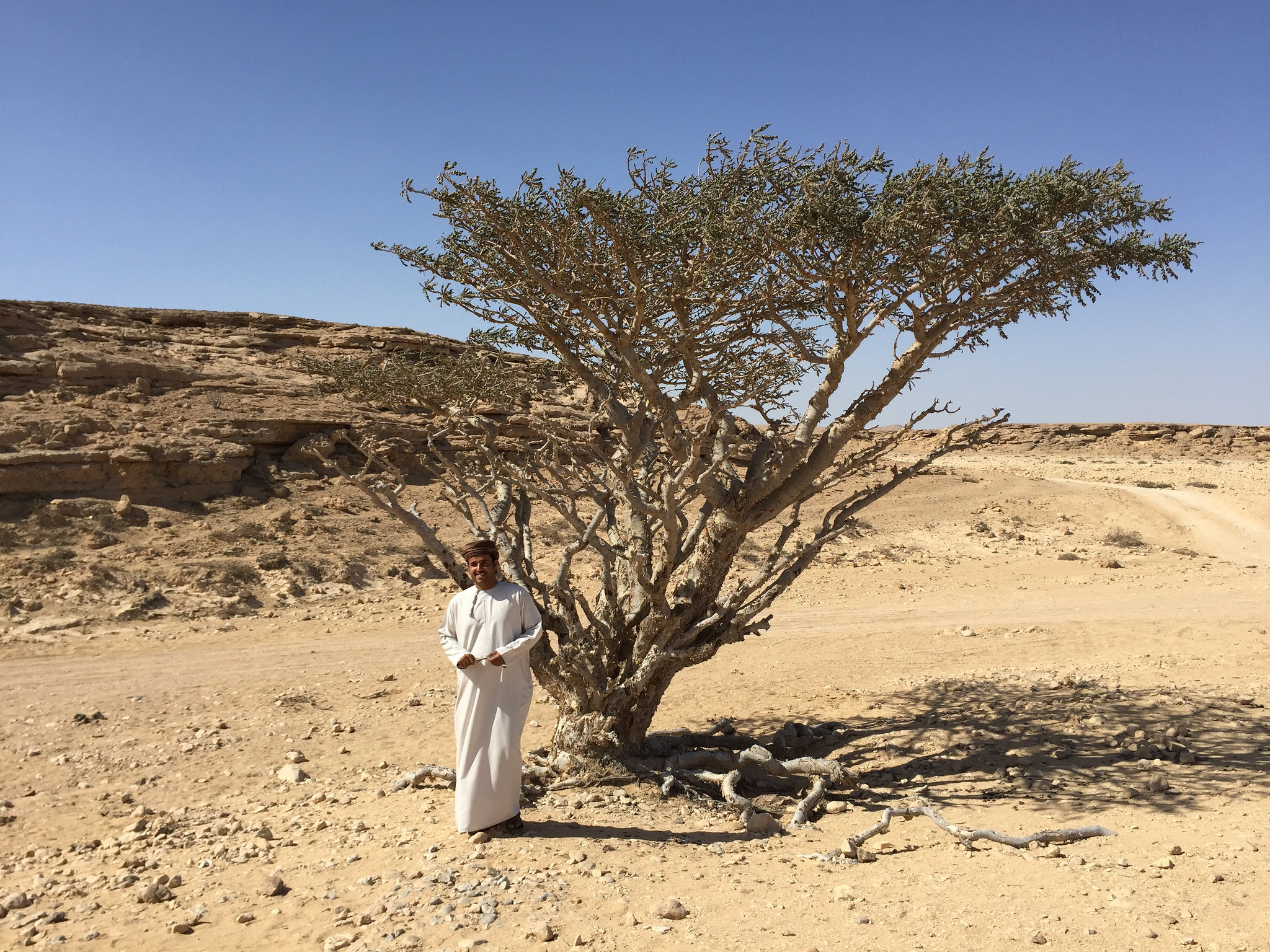 Arbuştii de tămâie din Wadi Dawkah