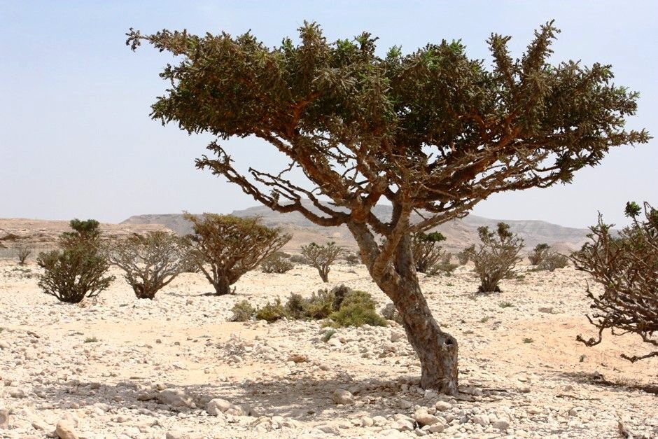Arbuştii de tămâie din Wadi Dawkah