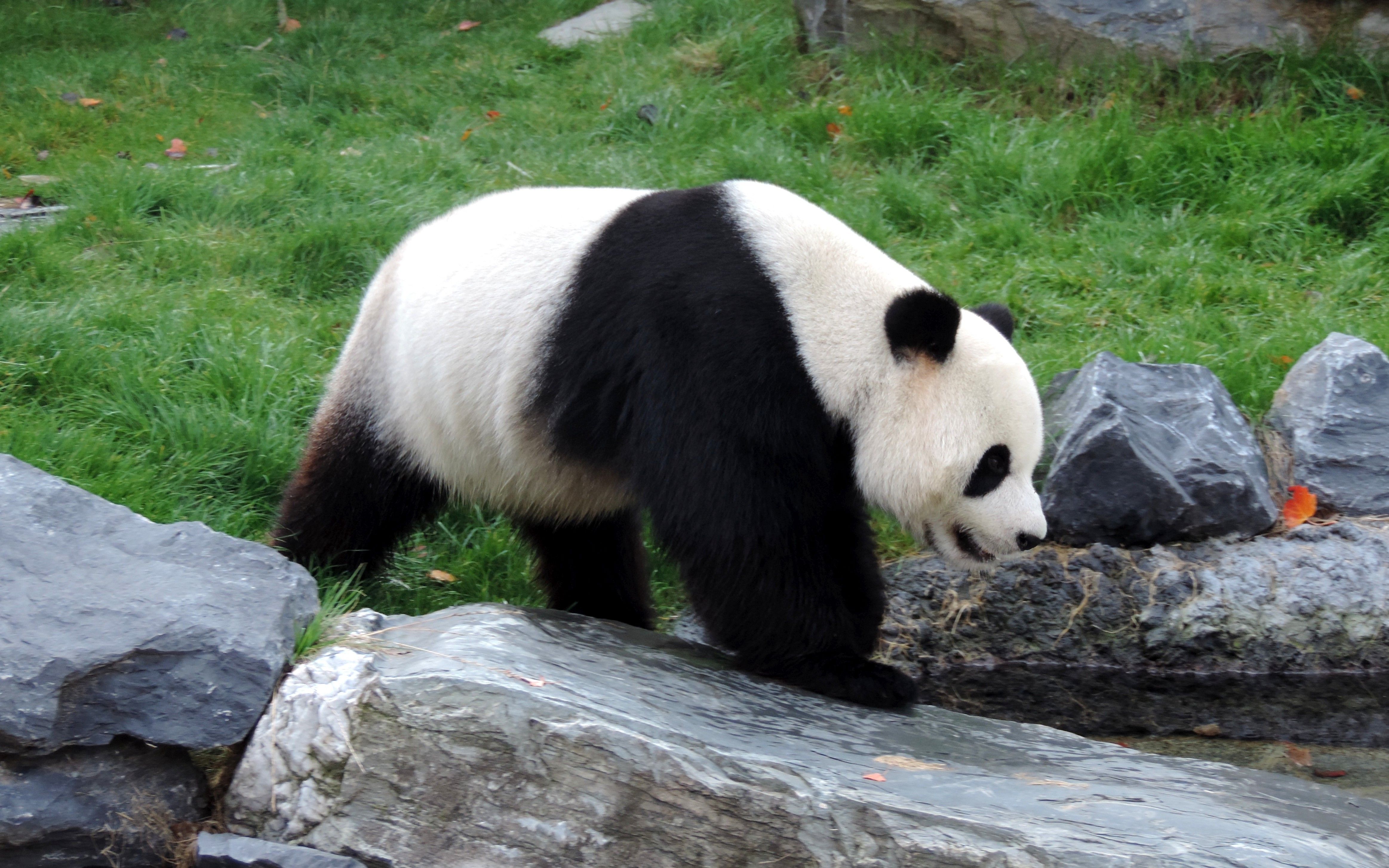 De ce sunt urşii panda albi cu negru?