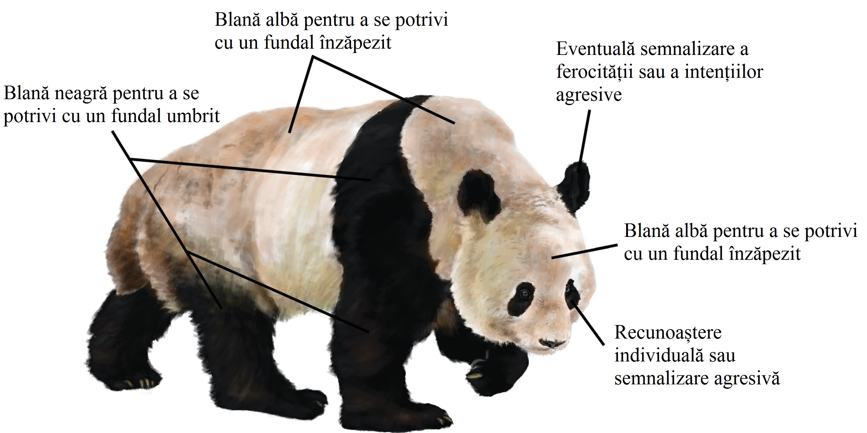 De ce sunt urşii panda albi cu negru?