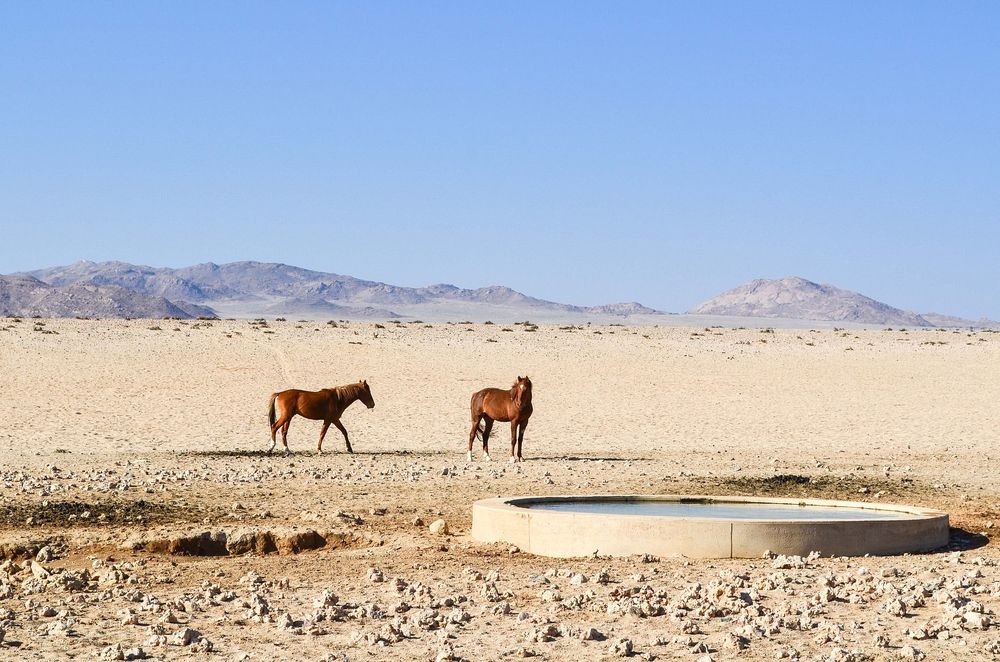 Caii sălbatici din Deşertul Namib