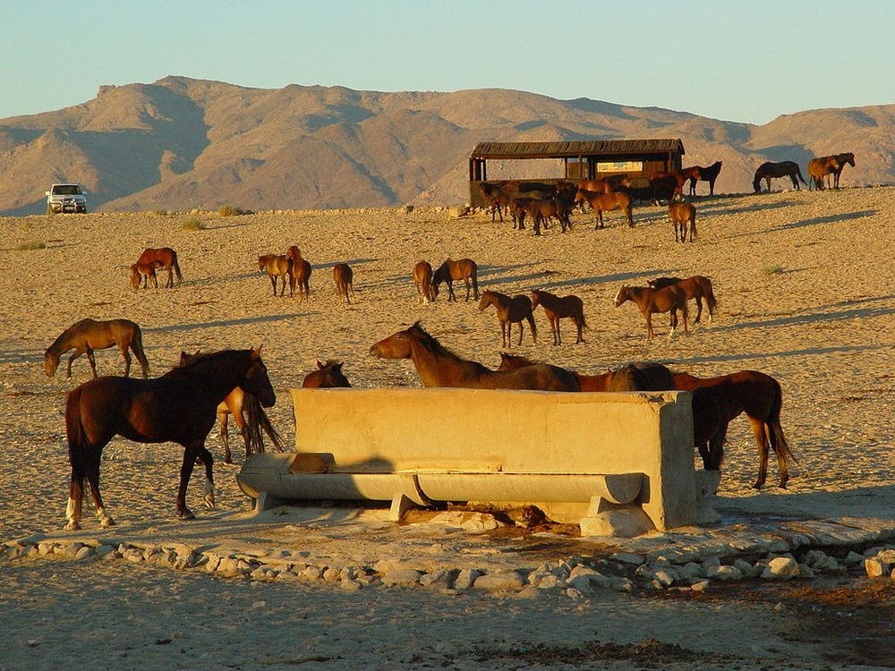 Caii sălbatici din Deşertul Namib