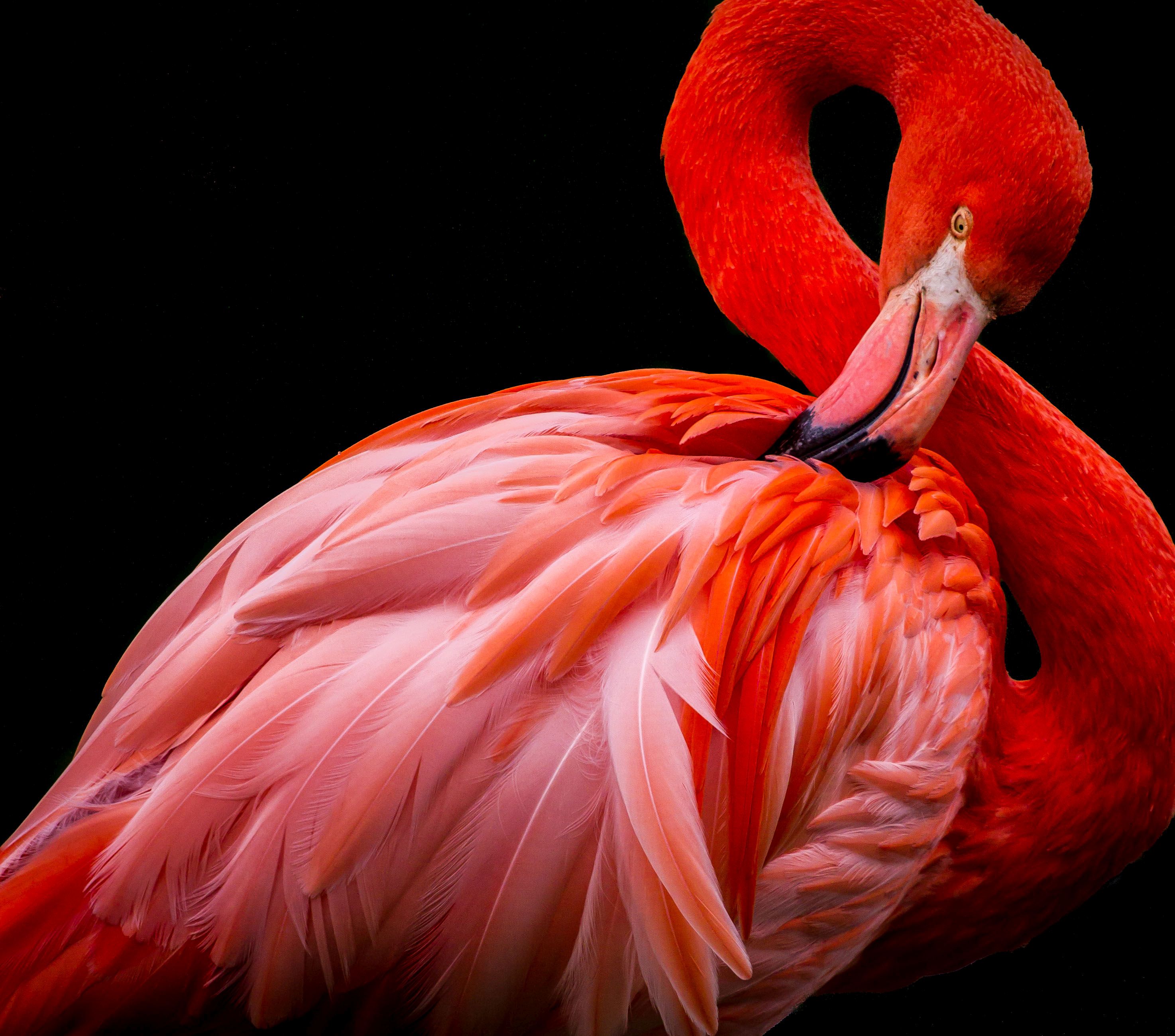 De ce stau într-un picior păsările flamingo?