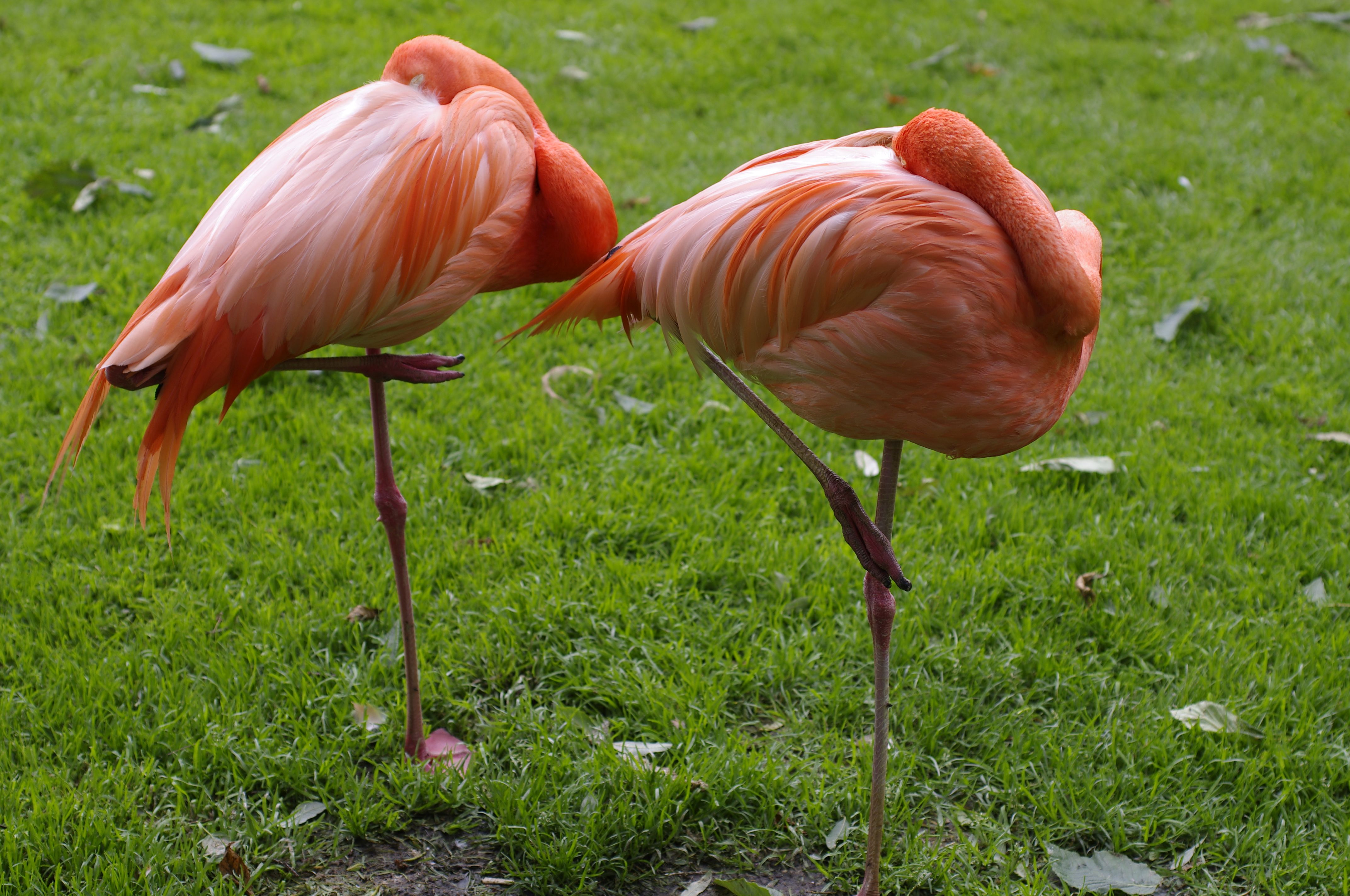De ce stau într-un picior păsările flamingo?
