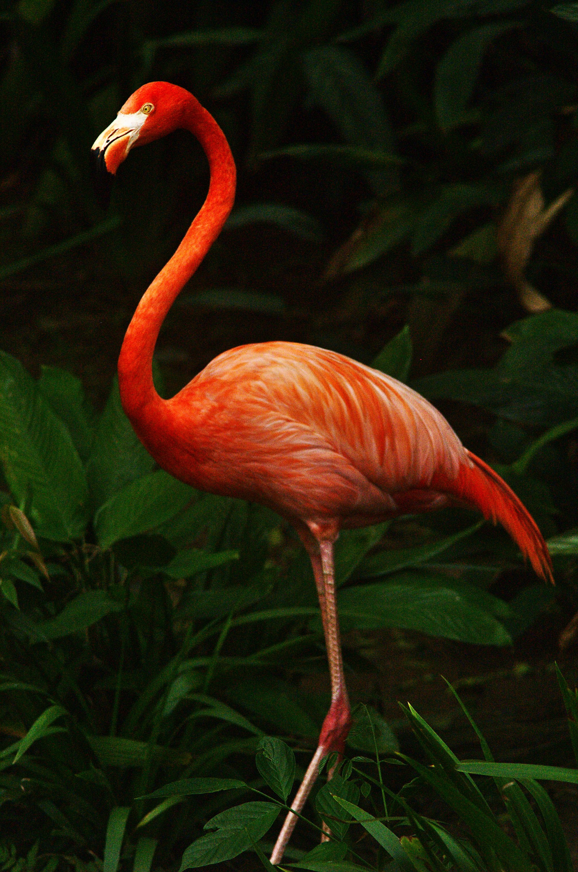 De ce stau într-un picior păsările flamingo?
