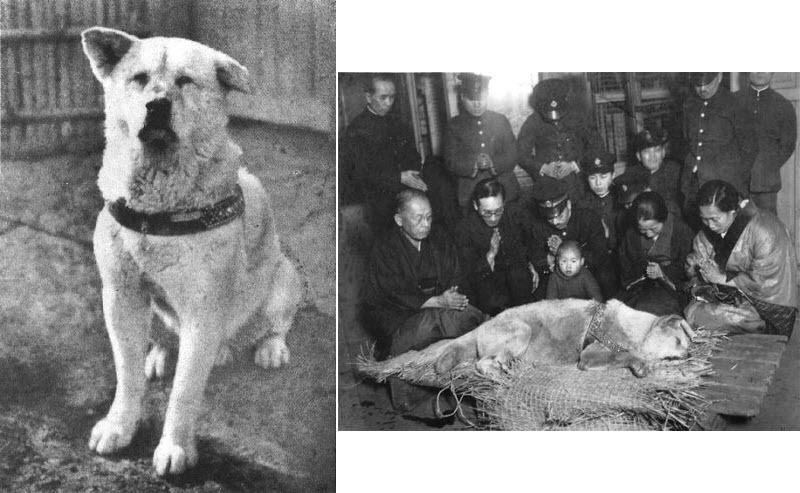 Hachiko: cel mai loial câine din istorie