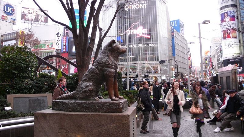 Hachiko: cel mai loial câine din istorie