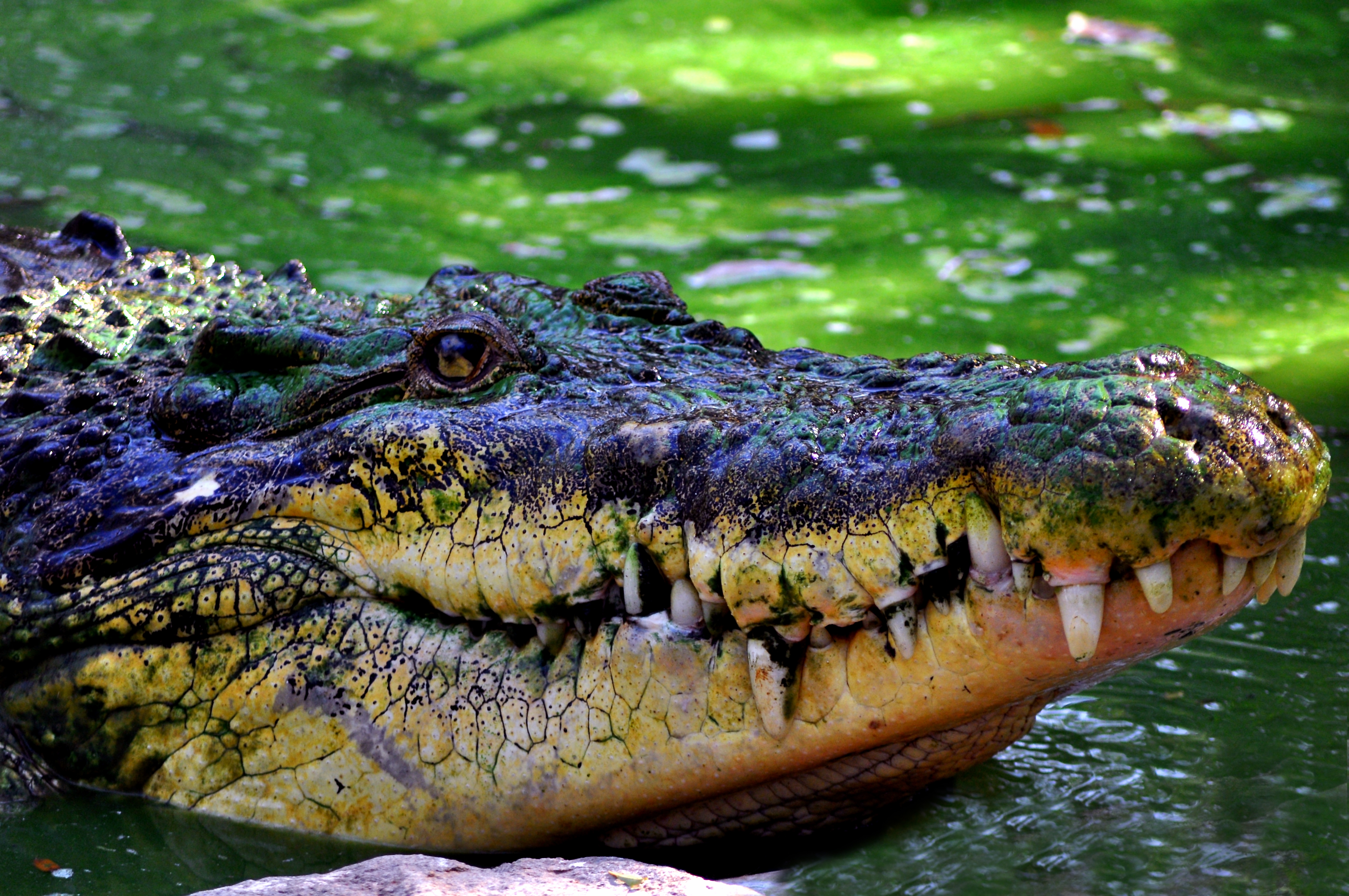 Crocodilul nu îmbătrâneşte şi totuşi nu trăieşte veşnic