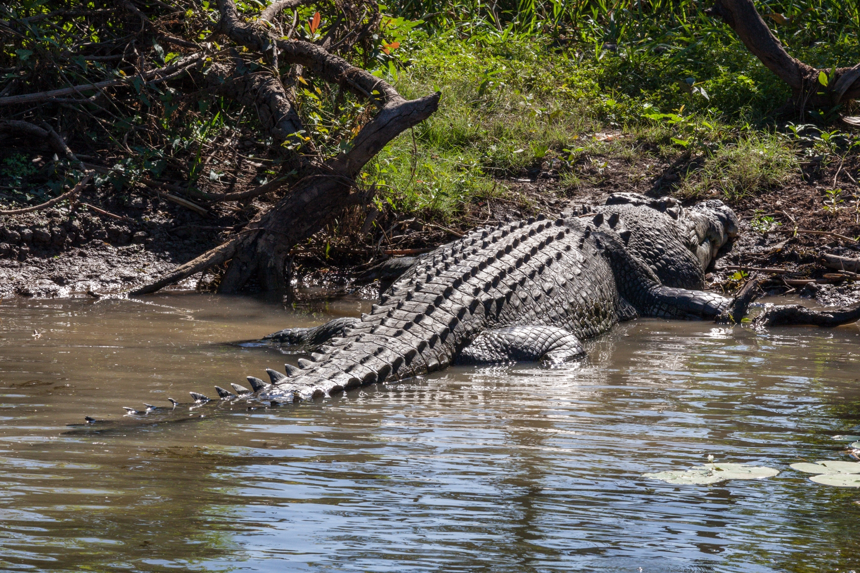 Crocodilul nu îmbătrâneşte şi totuşi nu trăieşte veşnic