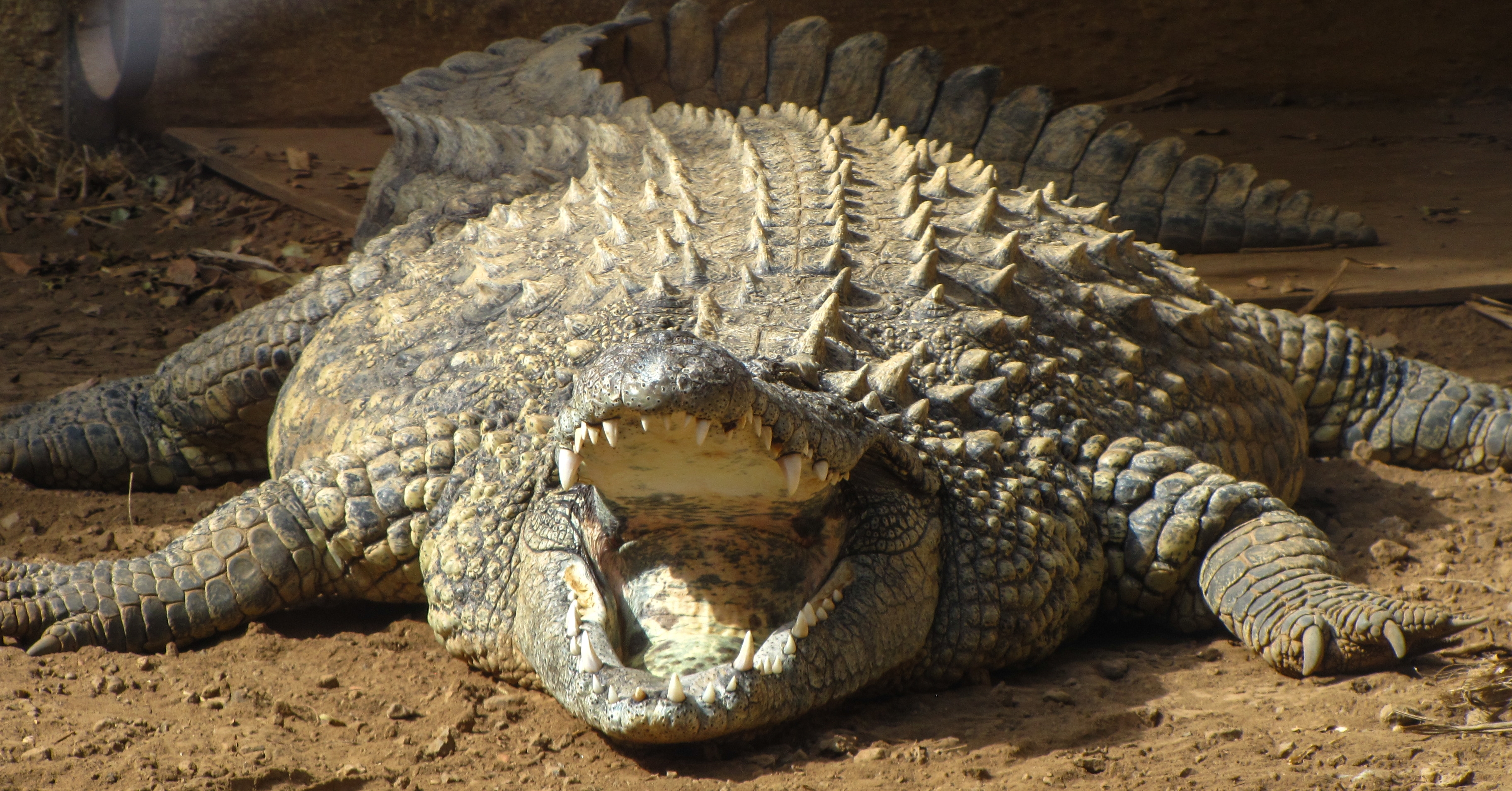 Crocodilul nu îmbătrâneşte şi totuşi nu trăieşte veşnic