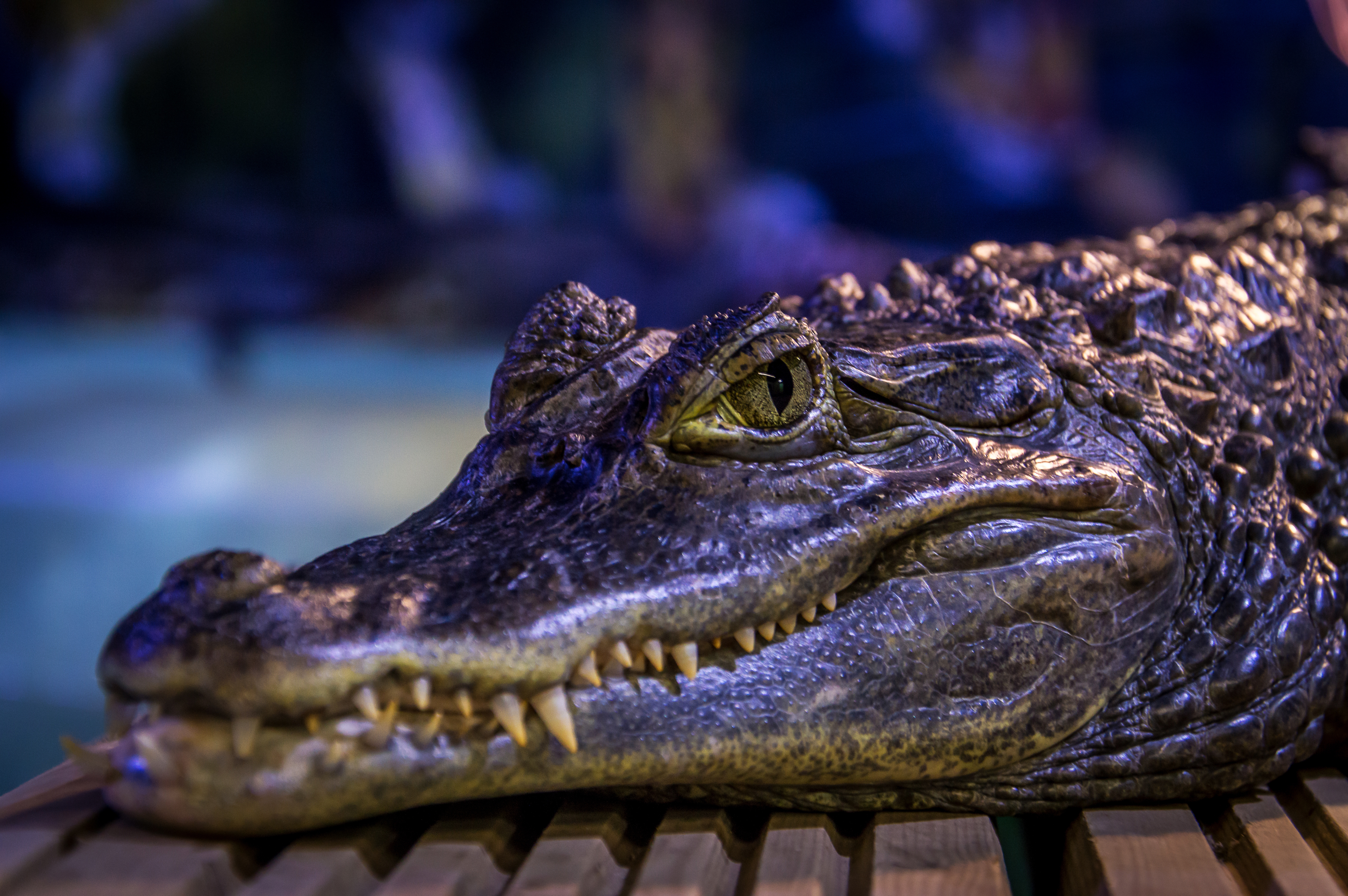 Crocodilul nu îmbătrâneşte şi totuşi nu trăieşte veşnic