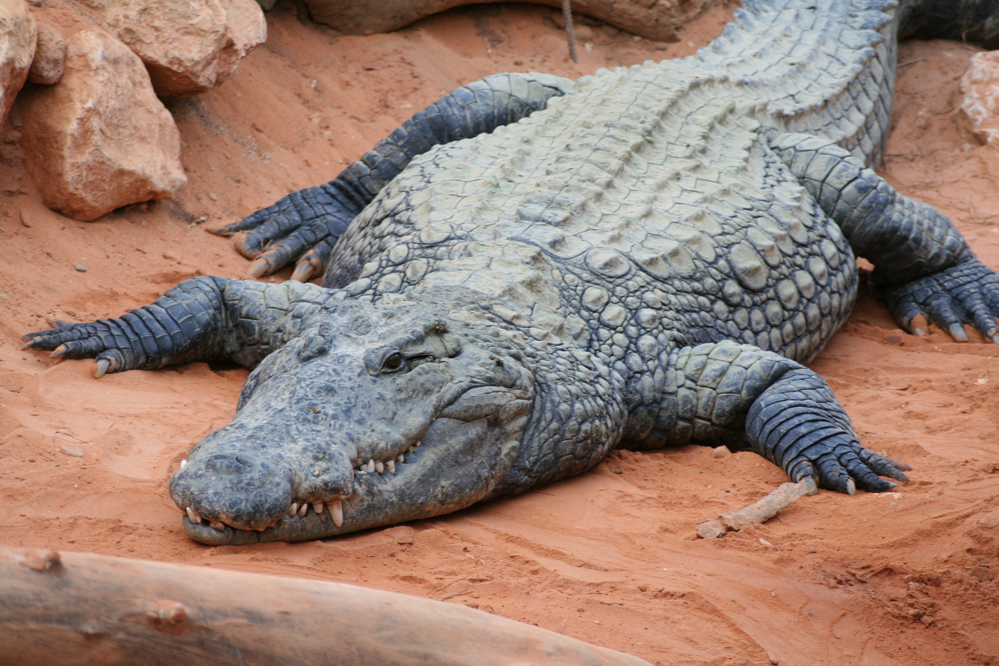 Crocodilul nu îmbătrâneşte şi totuşi nu trăieşte veşnic