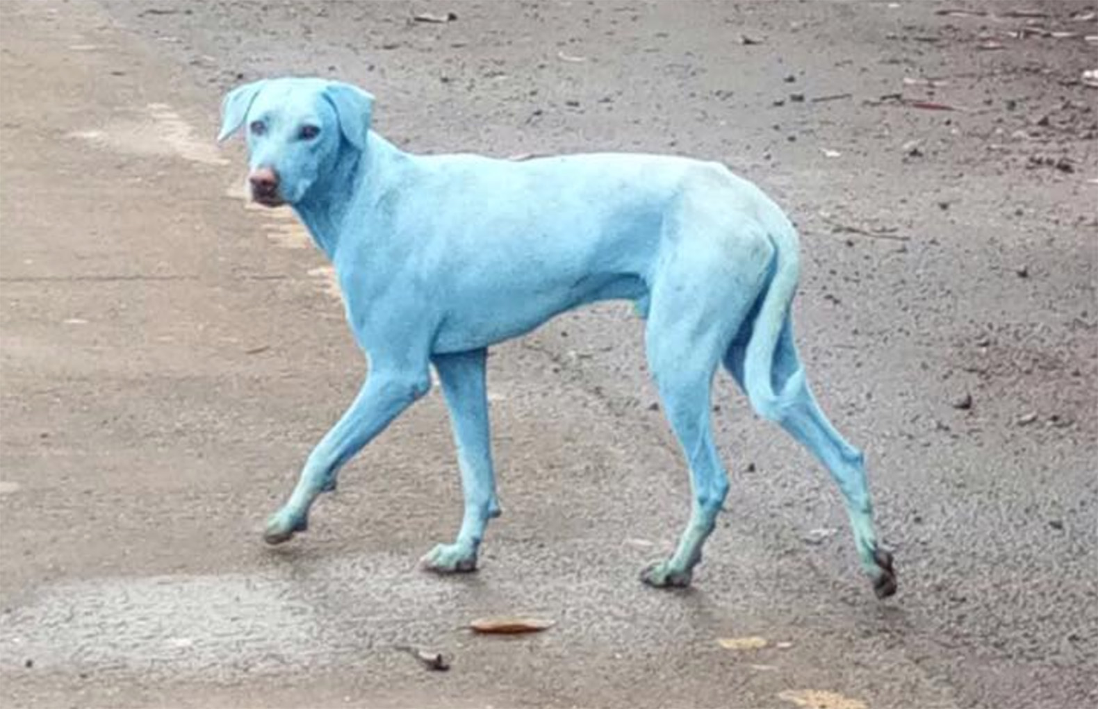 Câinii vagabonzi din India devin albaştri
