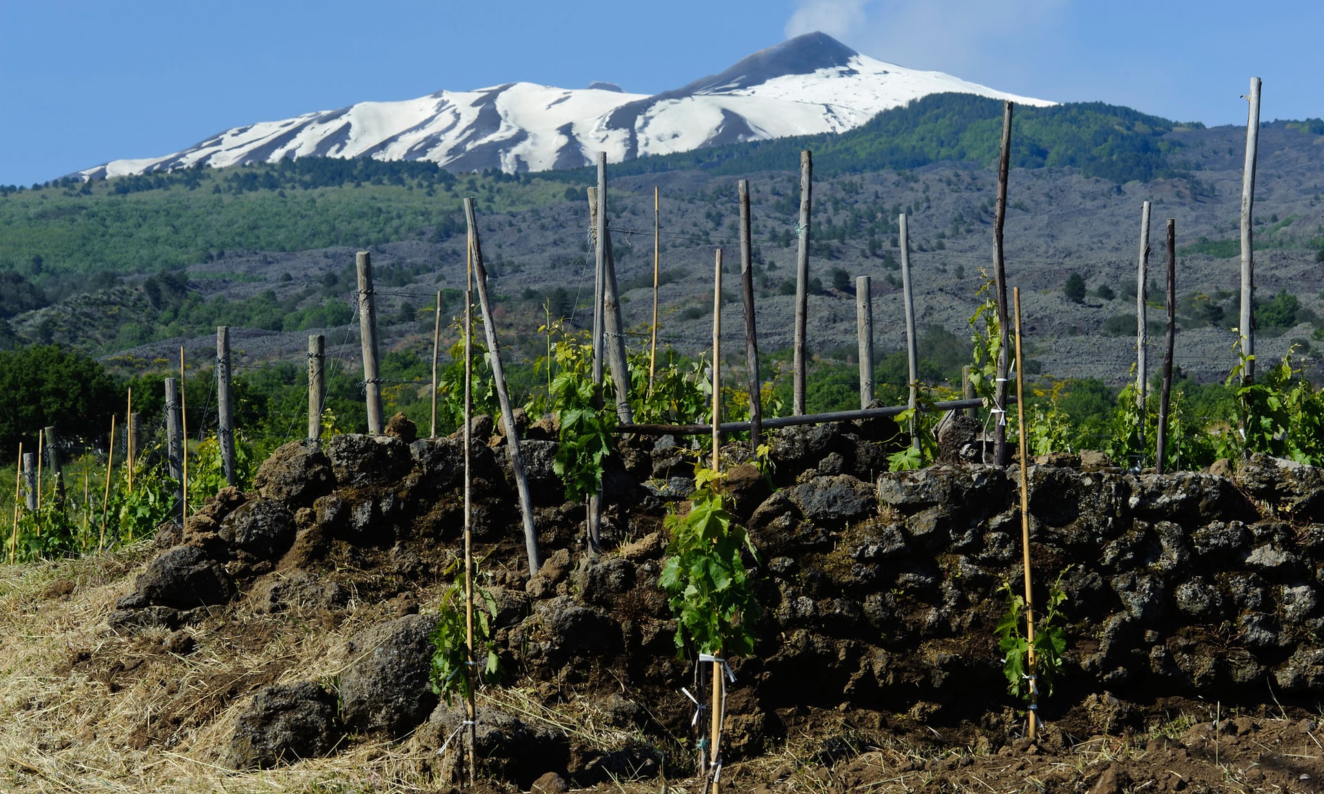 În Sicilia s-au descoperit rămăşiţe de vin vechi de peste şase mii de ani
