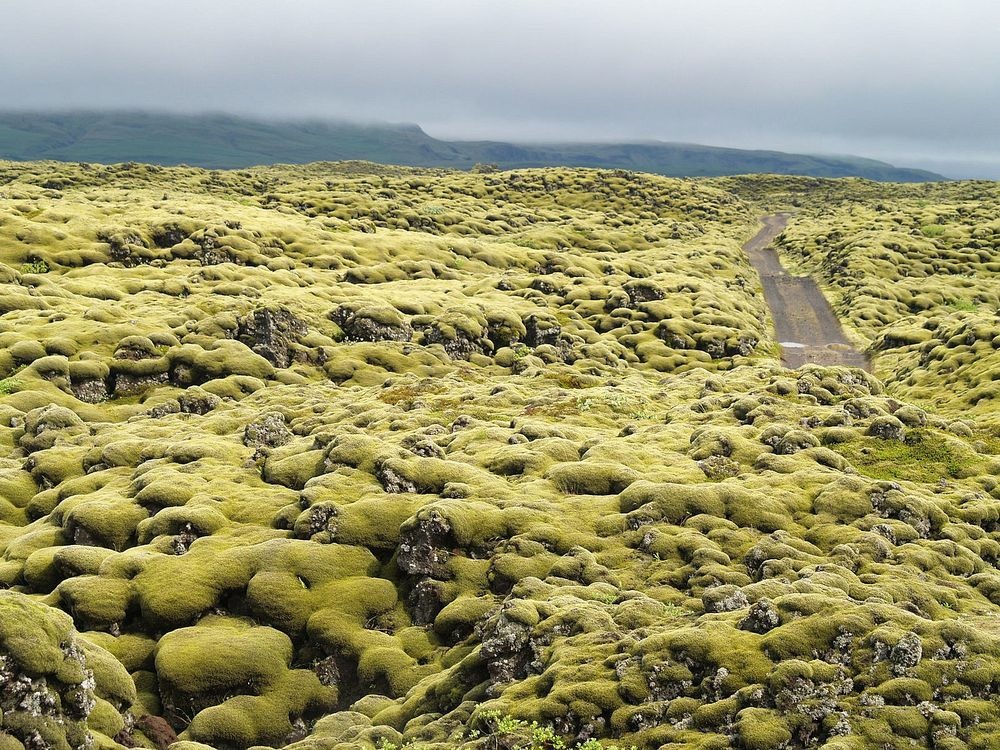 Câmpurile de lavă ale Islandei, acoperite cu muşchi