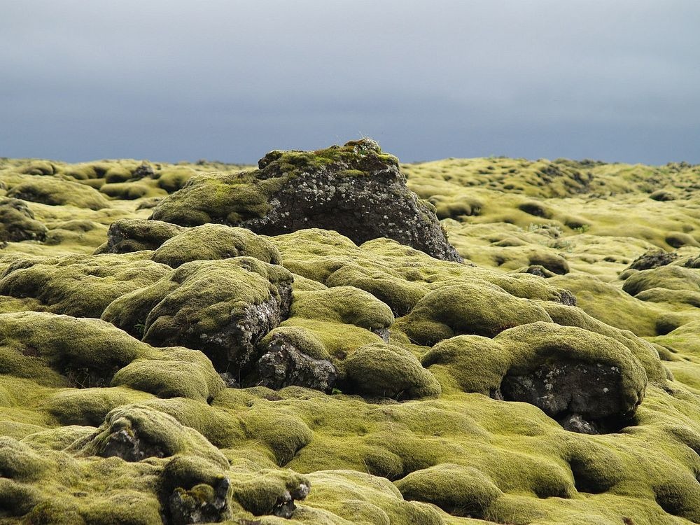 Câmpurile de lavă ale Islandei, acoperite cu muşchi