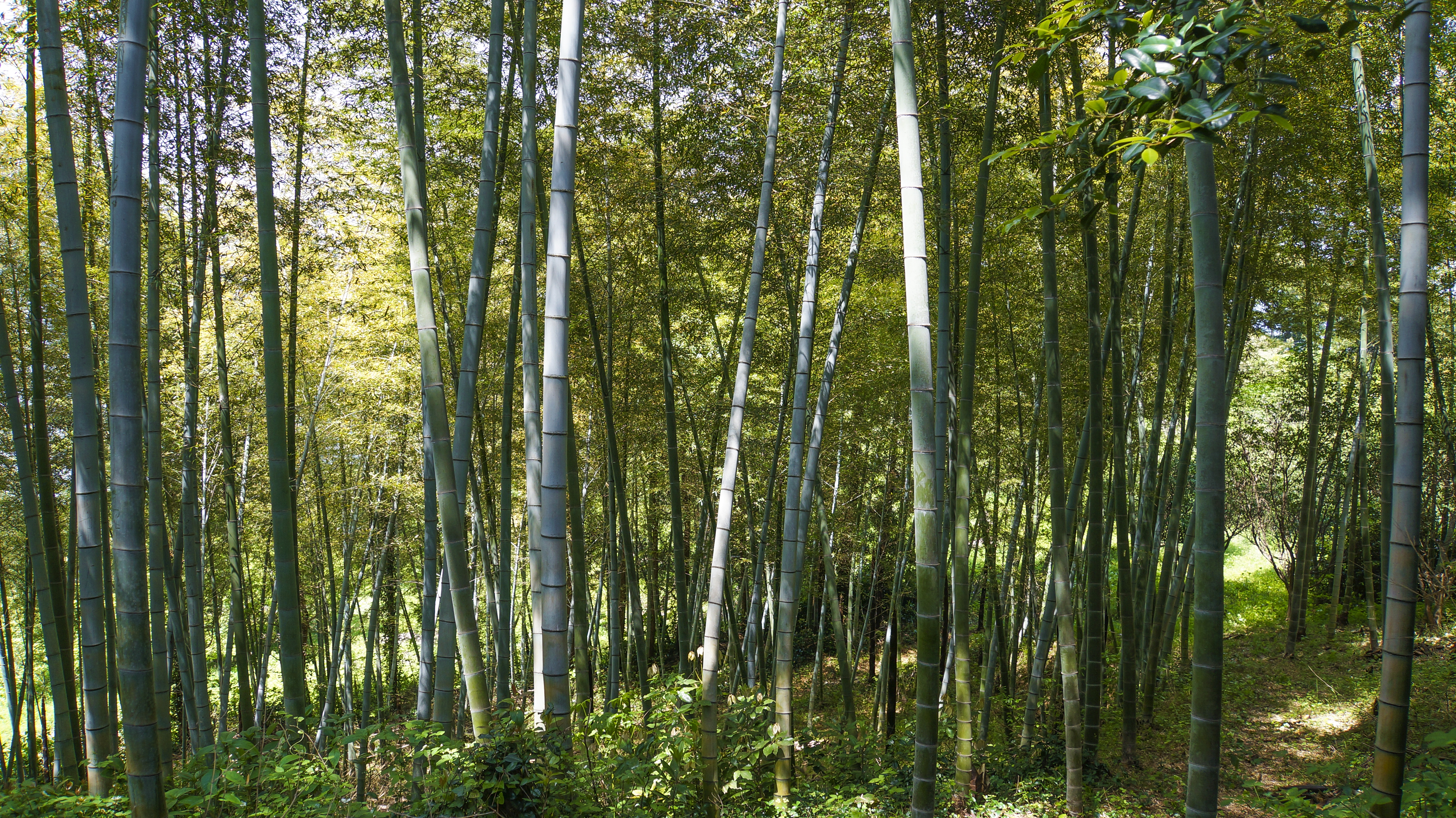 Fenomenul misterios de înflorire a bambusului