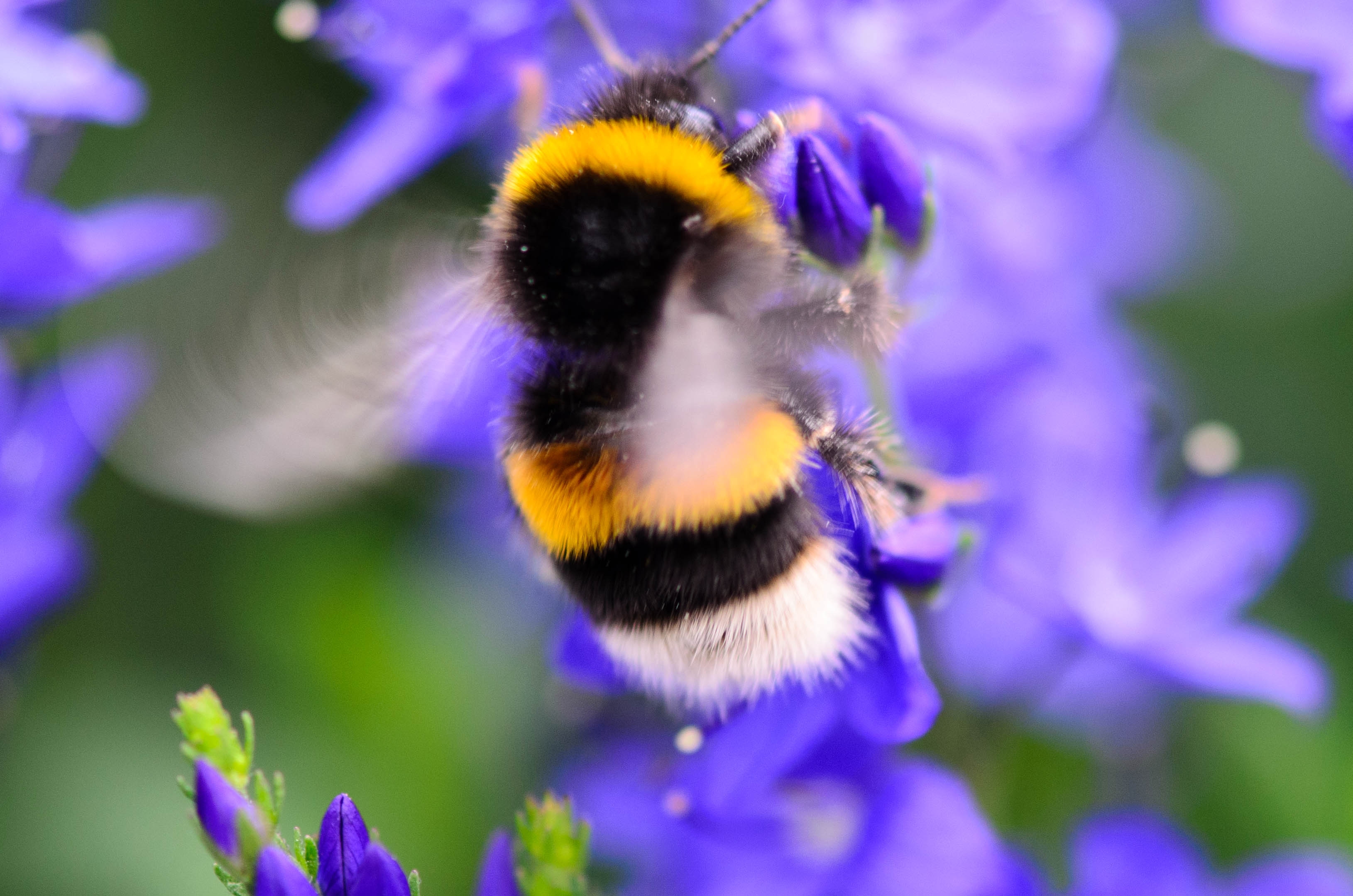 Albinele pot fi ori stângace ori dreptace