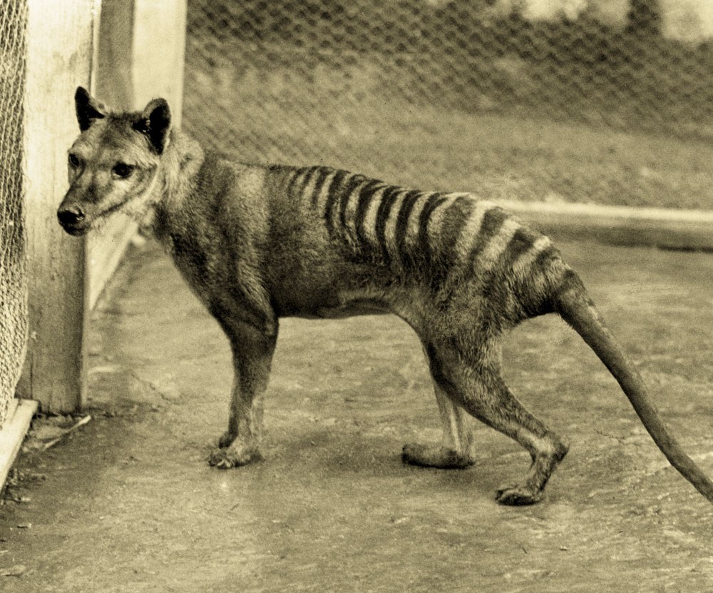 Tigrul tasmanian, condamnat de propriul ADN