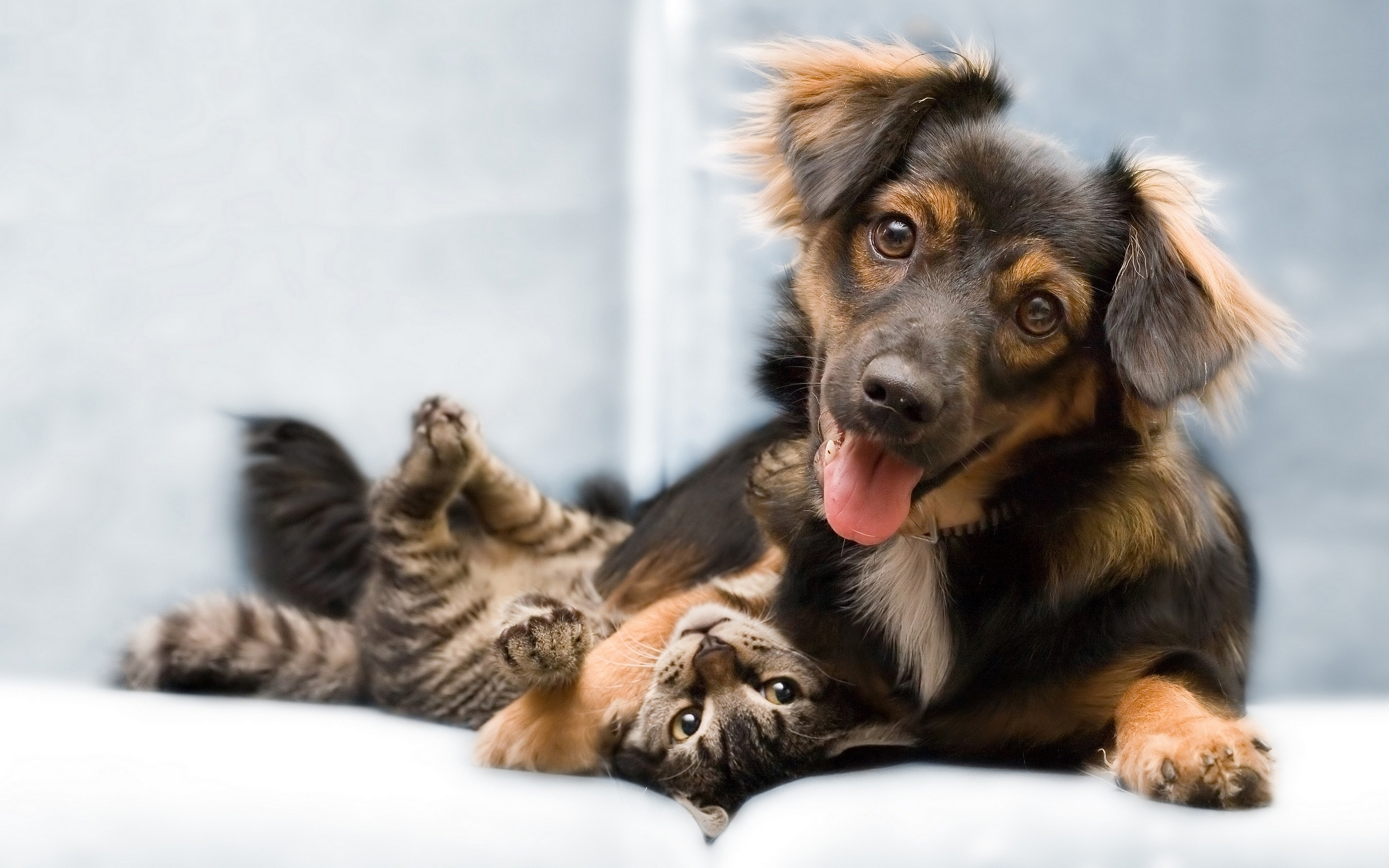 Câinii şi pisicile: cine sunt mai deştepţi?