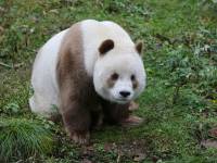 Quizai, singurul urs panda maro din lume