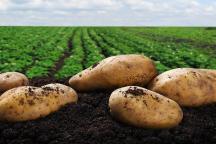 Cum a schimbat cartoful istoria