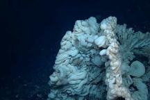 Cel mai mare burete de mare din lume a fost descoperit în Hawaii