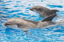 Delfinii ar putea avea o limbă proprie, sugerează noi cercetări