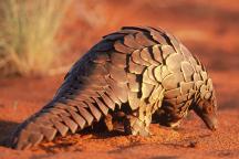 S-a aprobat interzicerea traficului de Pangolin